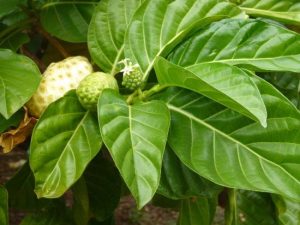 noni-plant-with-fruit